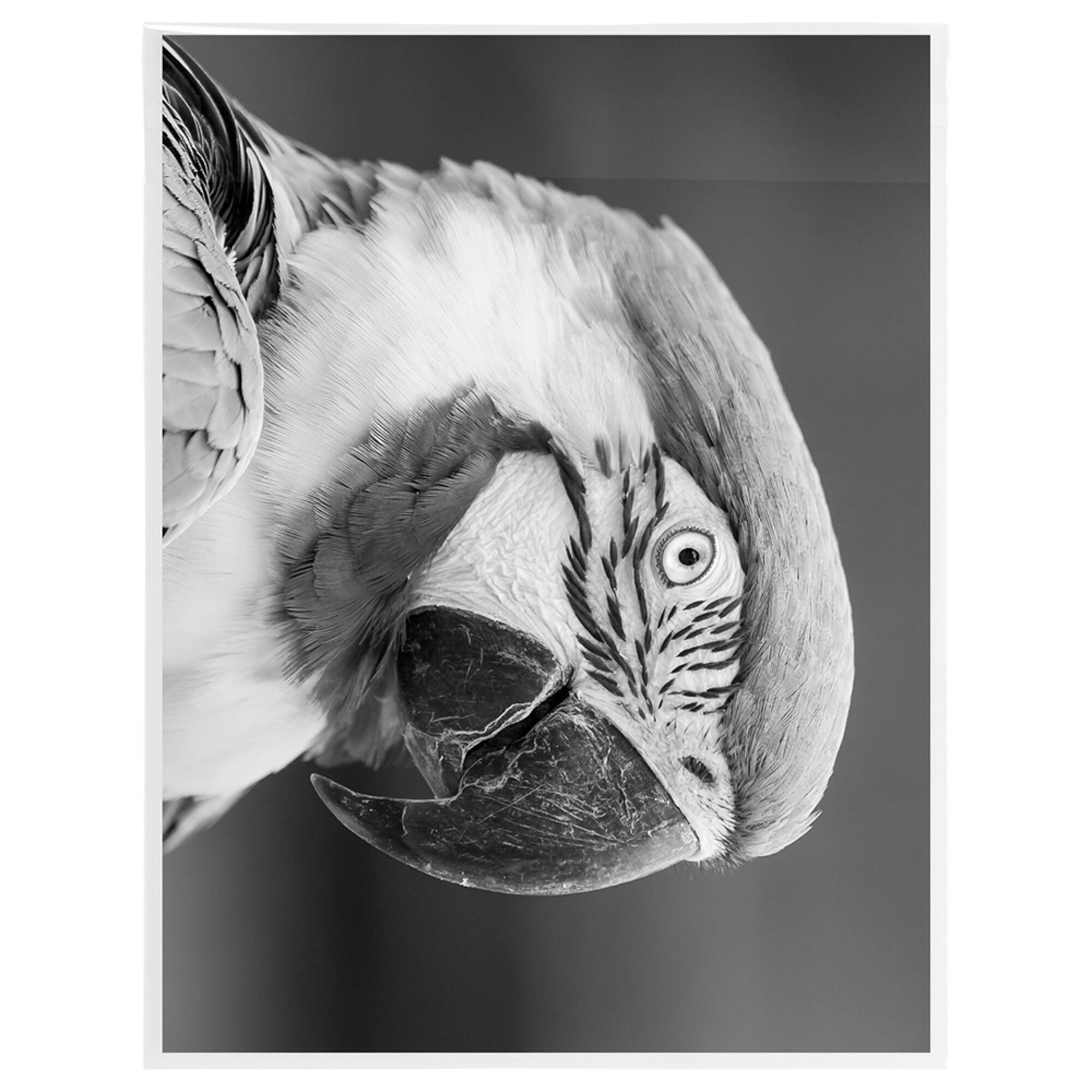 JAM Paper 10" x 13" Clear Cello Sleeve Envelopes, 100ct.